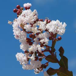 lagerstroemia indica alba